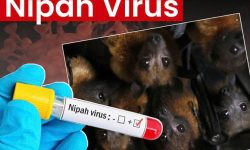 VIRUS NIPAH – CƠ CHẾ GÂY BỆNH VÀ CÁC BIỆN PHÁP PHÒNG NGỪA